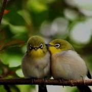 Poeme Secret Garden