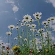 Ilya Malyuev Sunshine Flowers