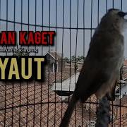 Suara Burung Trucuk