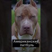 Ну Поrоди 14 Рестайлинг Hd