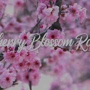 Cherry Blossom Road Bgm President Royalty Fre Music