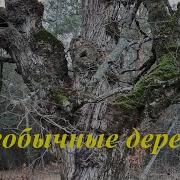 Редкие Деревья