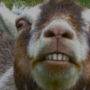 Mar Goat Interesting Feelings