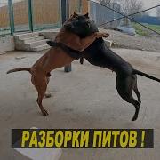Разборки Питбулей