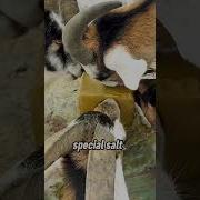 Cows Pictoral