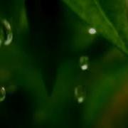 Nokia Nature Ringtones