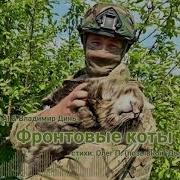 Боевые Коты Песня