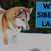 Sound West Siberian White Laika