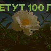 Зацвели В Саду Тюльпаны