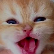 Жёлтая Кошка Оригинал