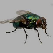 Fly Buzzing Sound Prank