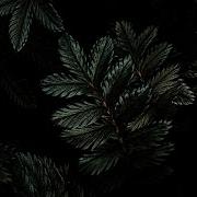Stone Cream Full Album