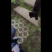 Какдела У Кошечки