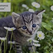 Благинина Котенок