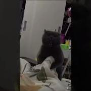 Cat Evil Laugh