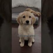 Cute Puppies Lulucas