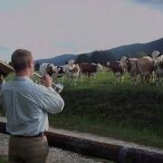 Cows Cow Jazz