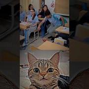 Cat Meme