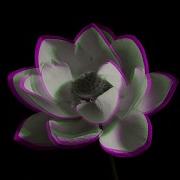 Logistics Lotus Flower
