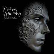 Peter Murphy Silver Shade