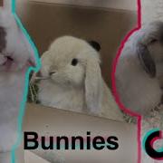 Meme Bunny