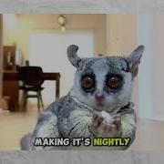 Bush Baby