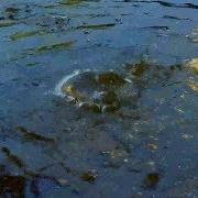 Звук Капель Воды