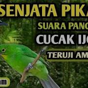 Mp3 Cucak Ijo Bersih Tanpa Suara Lain