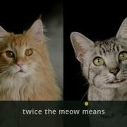 Микс Meow