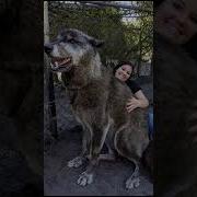 Heift Norðunsins Howl Of The North