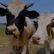 Cows The Pictoral
