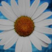 Monty Sunshine Petite Fleur