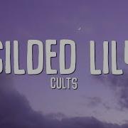 Gilded Lily Cults Speed Up