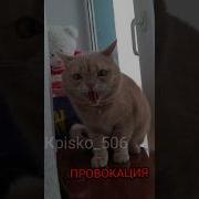 Где Мой Кот Скипи