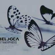 Belocca Metamorphosis