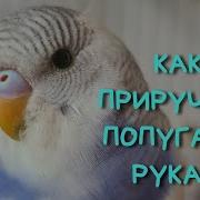 Приручение Волнистого Попугая