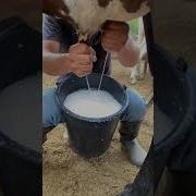Cómo Esdtan Las Vacas