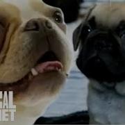 French Dogs