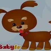 Baby Tv Kids And Pets