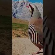 Скачать Овози Нар Кабк