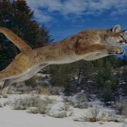 Cougar Mountain Lion Sounds