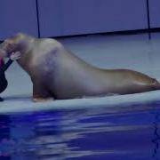 Шоу Воды Москвариум 2023