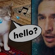 The Kiffness X Lonely Cat Sometimes I M Alone
