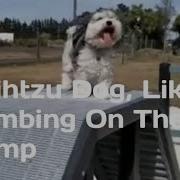 I Tzy Ringo Speed Up