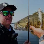Biack Bass