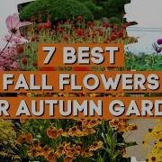 Autumn Flowers