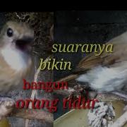 Suara Burung Srdc Gacor