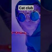 Cat Club