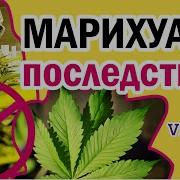 Марихуана Конопля Каннабис Травка Мариванна Эффект Марихуаны И