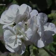 Редкие Растения